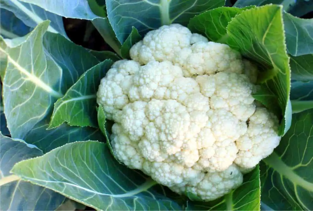 Come coltivare cavolfiori bianchi e sani