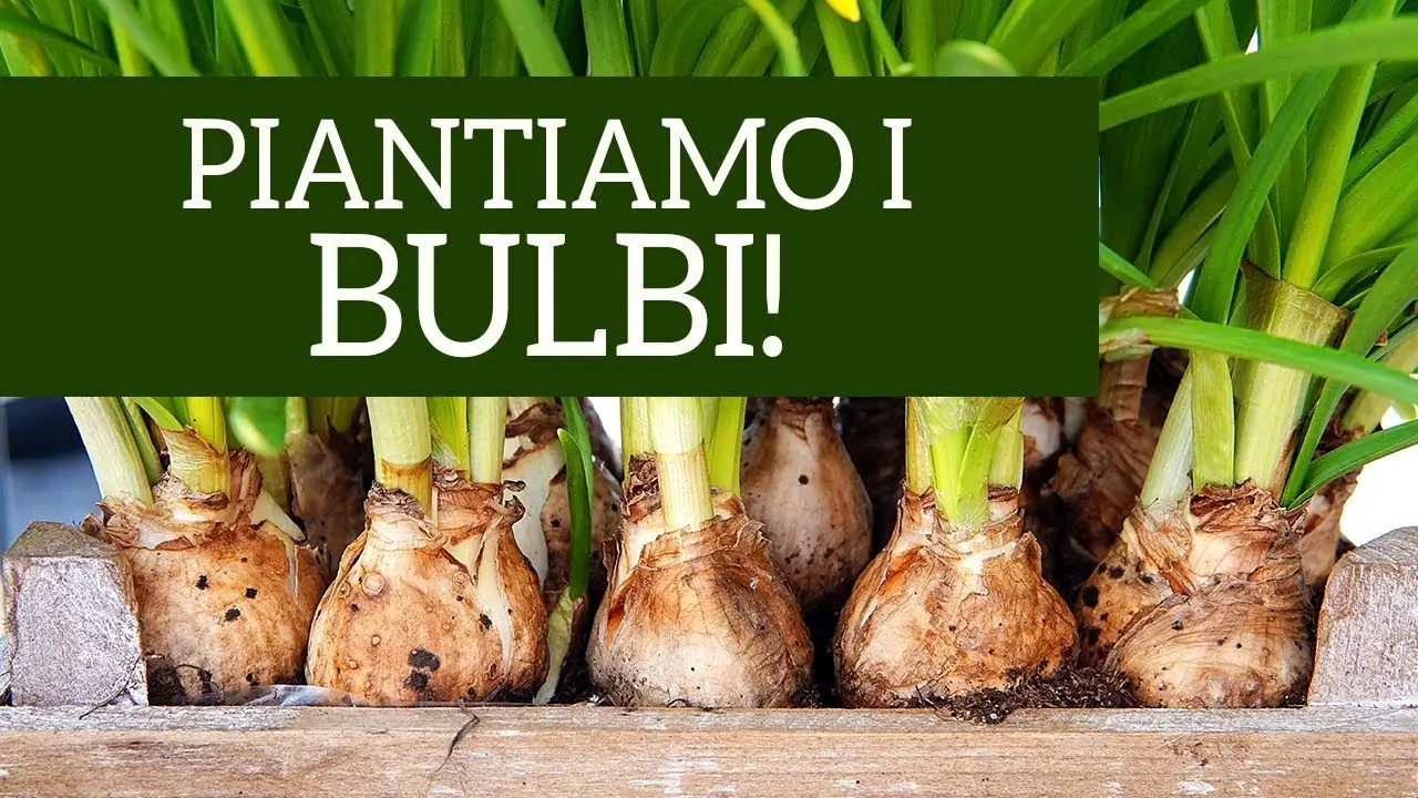 Non piantare questo fiore: ecco perché è fondamentale per il tuo giardino autunnale