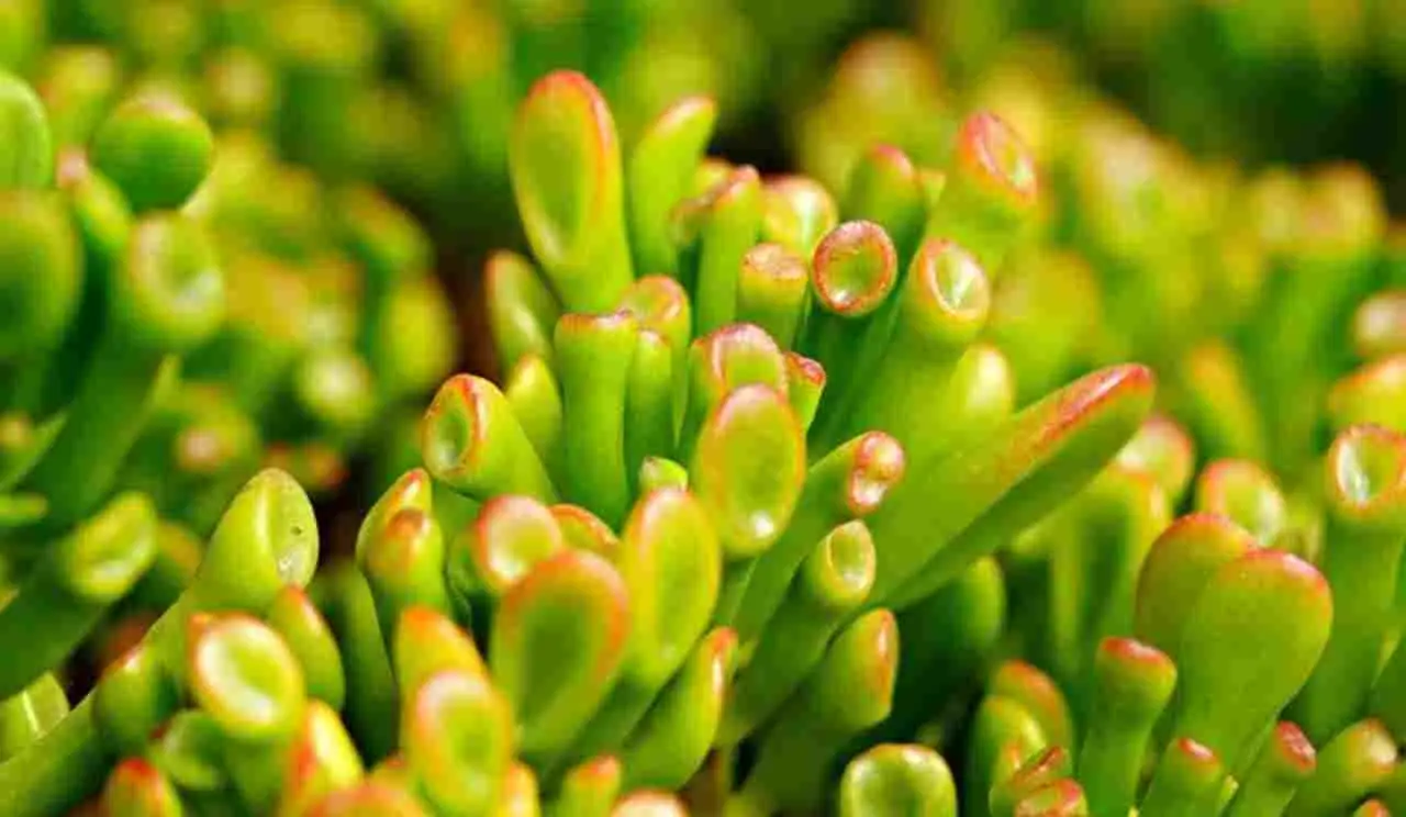 Ti credi un pollice verde esperto? Ecco la pianta più difficile del mondo, solo per pochi