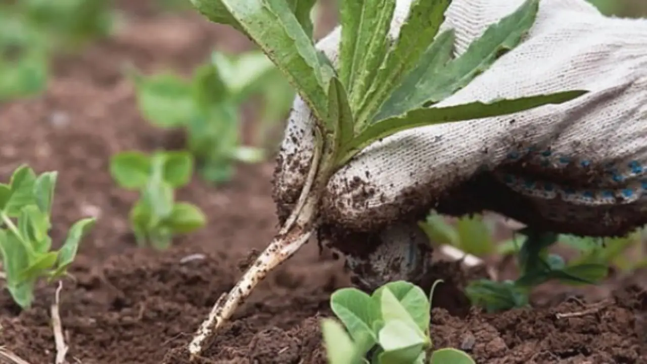 Niente cresce sotto i pini? Ecco le uniche piante che resistono all’ombra e all’acidità
