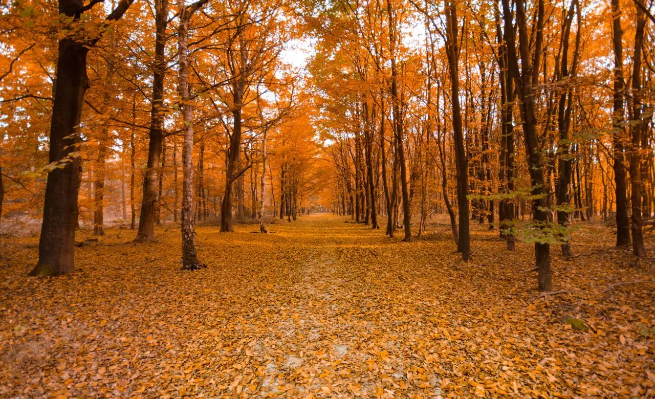 Non aspettare l’inverno: fai subito queste cose in autunno per rinforzare la tua salute