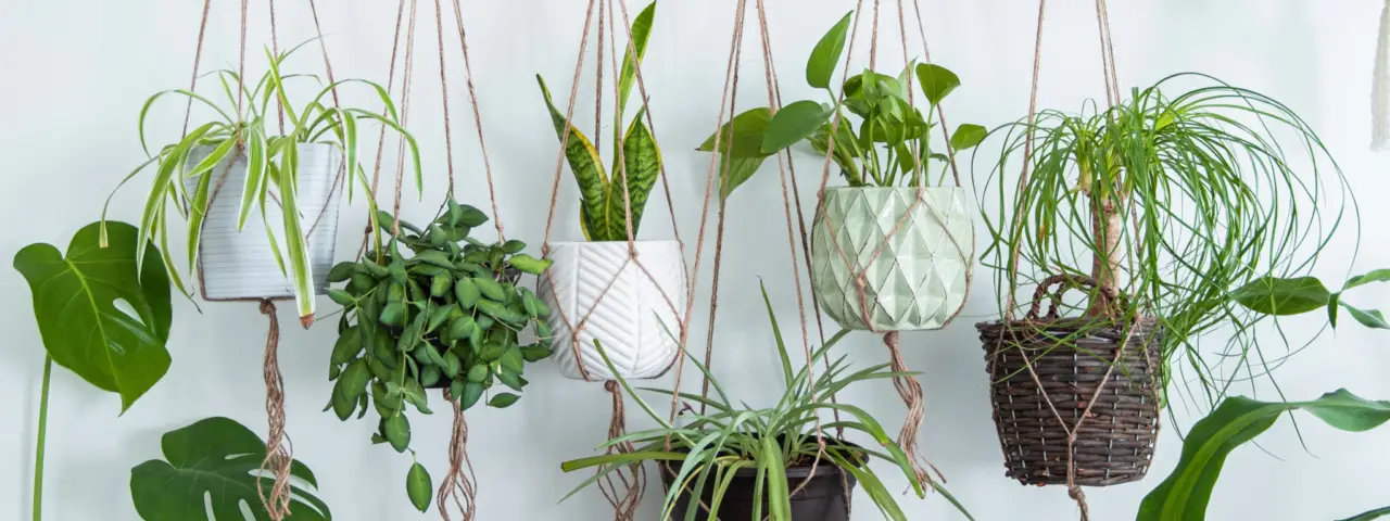 Sorprendente: ecco le piante più antiche del mondo che sono sopravvissute ai dinosauri