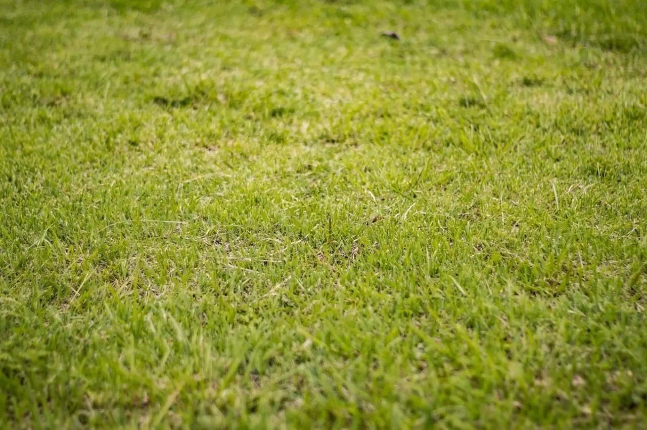 Perché il prato si secca d’estate? L’errore che tutti fanno (ma pochi sanno)