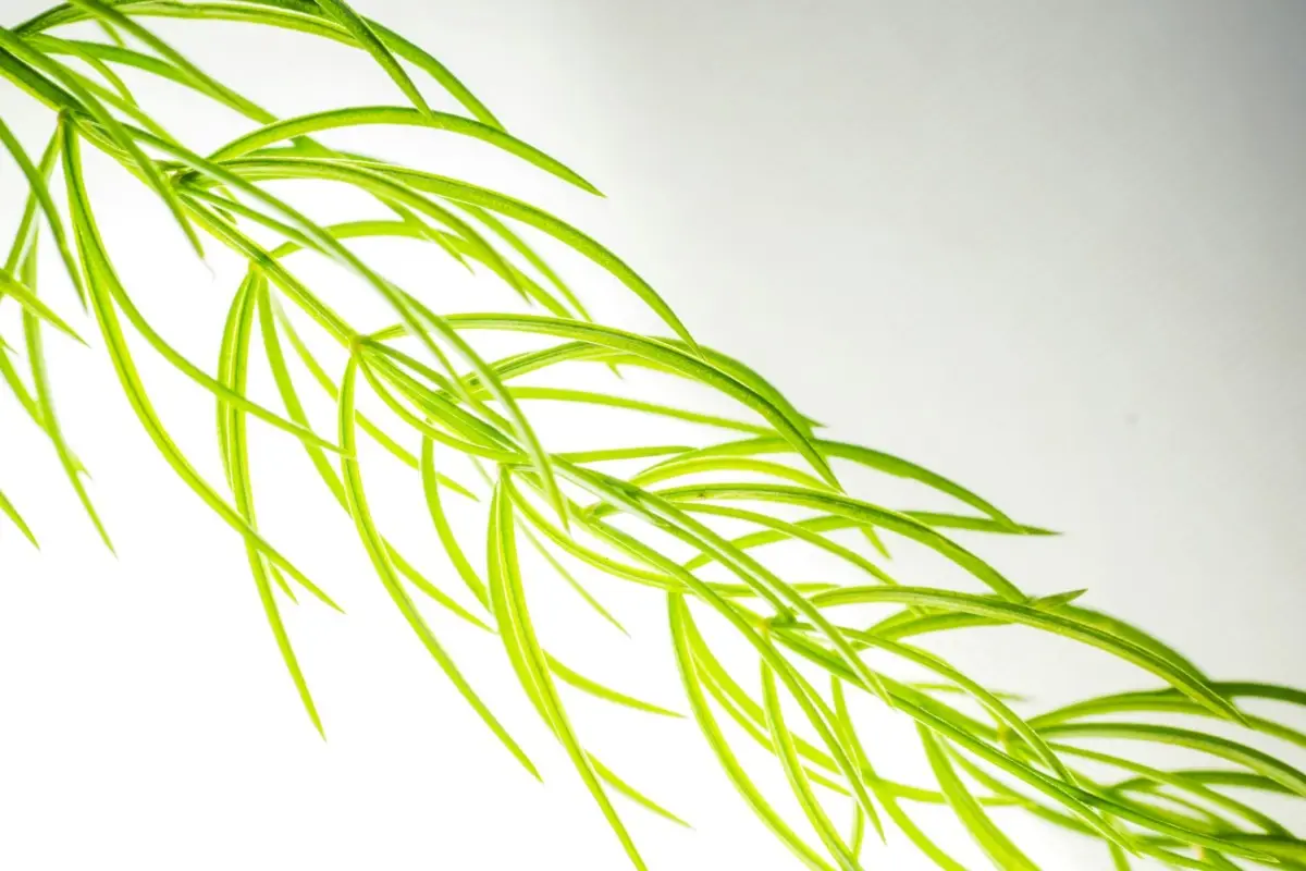 Le piante che non hanno bisogno di terra: ecco quali sono e come curarle