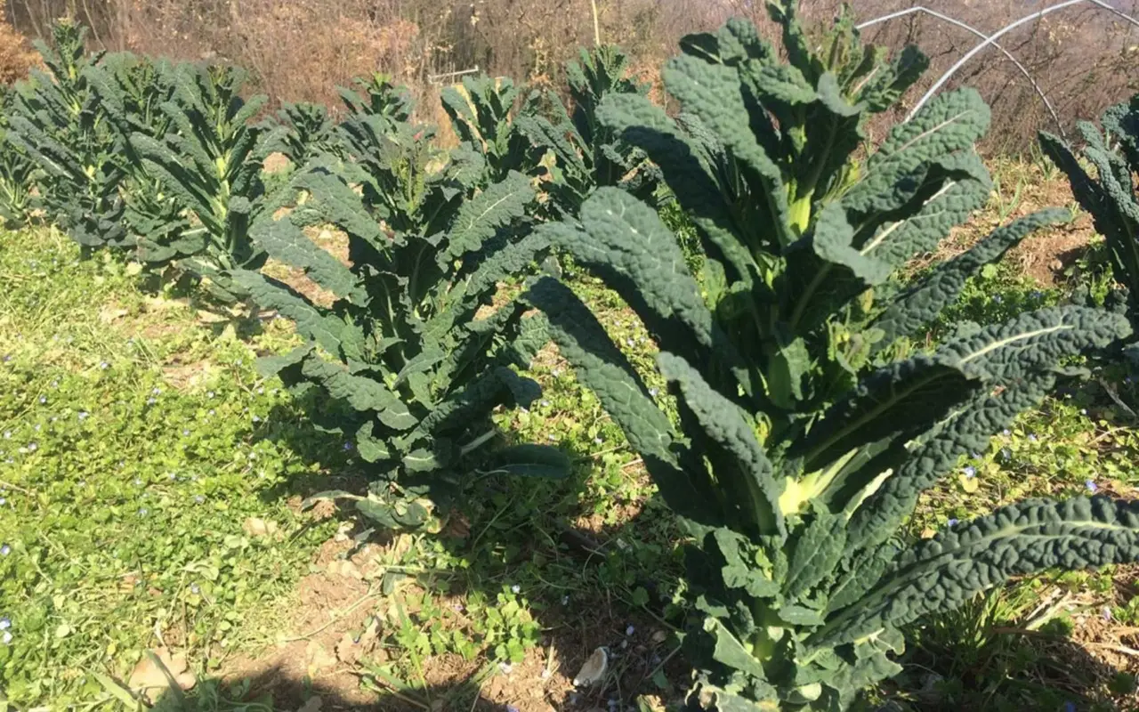 Non potare mai il cavolo ornamentale in questo modo: ecco l’errore comune che lo distrugge