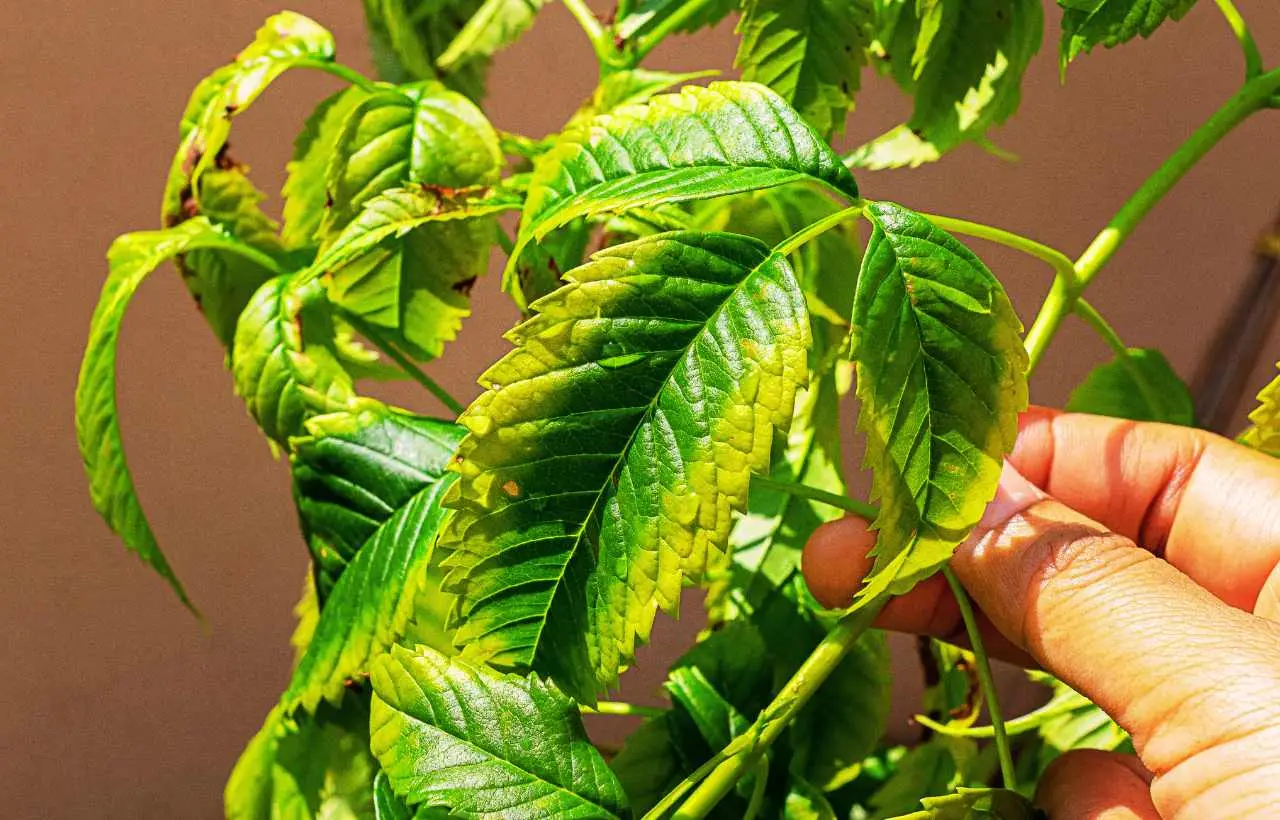 Le tue piante sembrano malate? Ecco come il magnesio può salvarle subito
