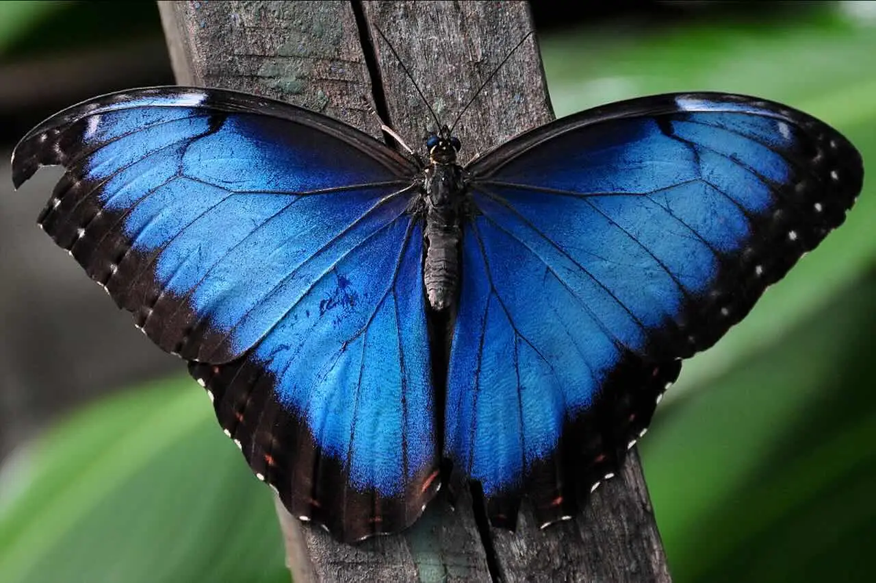 Vuoi attirare farfalle nel tuo giardino o balcone? Ecco la pianta magica che devi avere