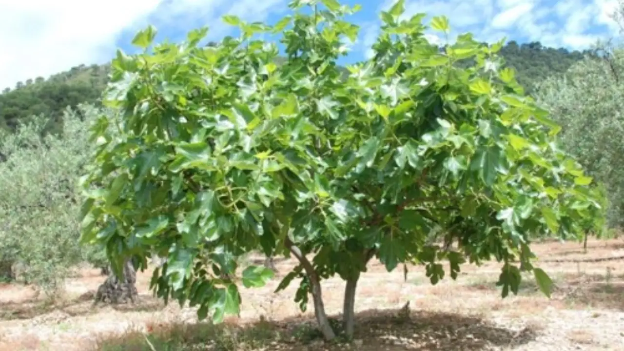 Come si coltiva un albero di fico in giardino: il metodo del giardiniere
