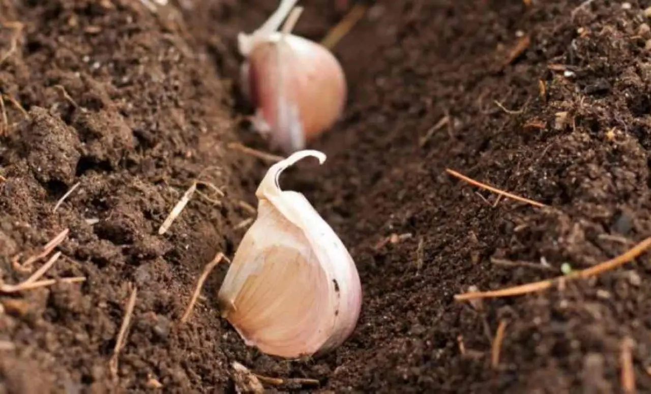 Come coltivare aglio forte e aromatico