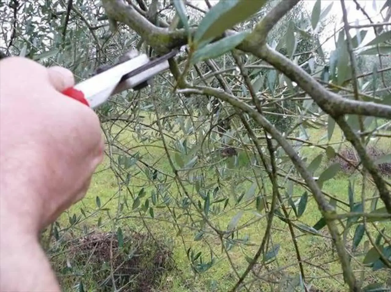 Come si fa a potare l’olivo per una buona produzione? Le regole per la forma e la fruttificazione