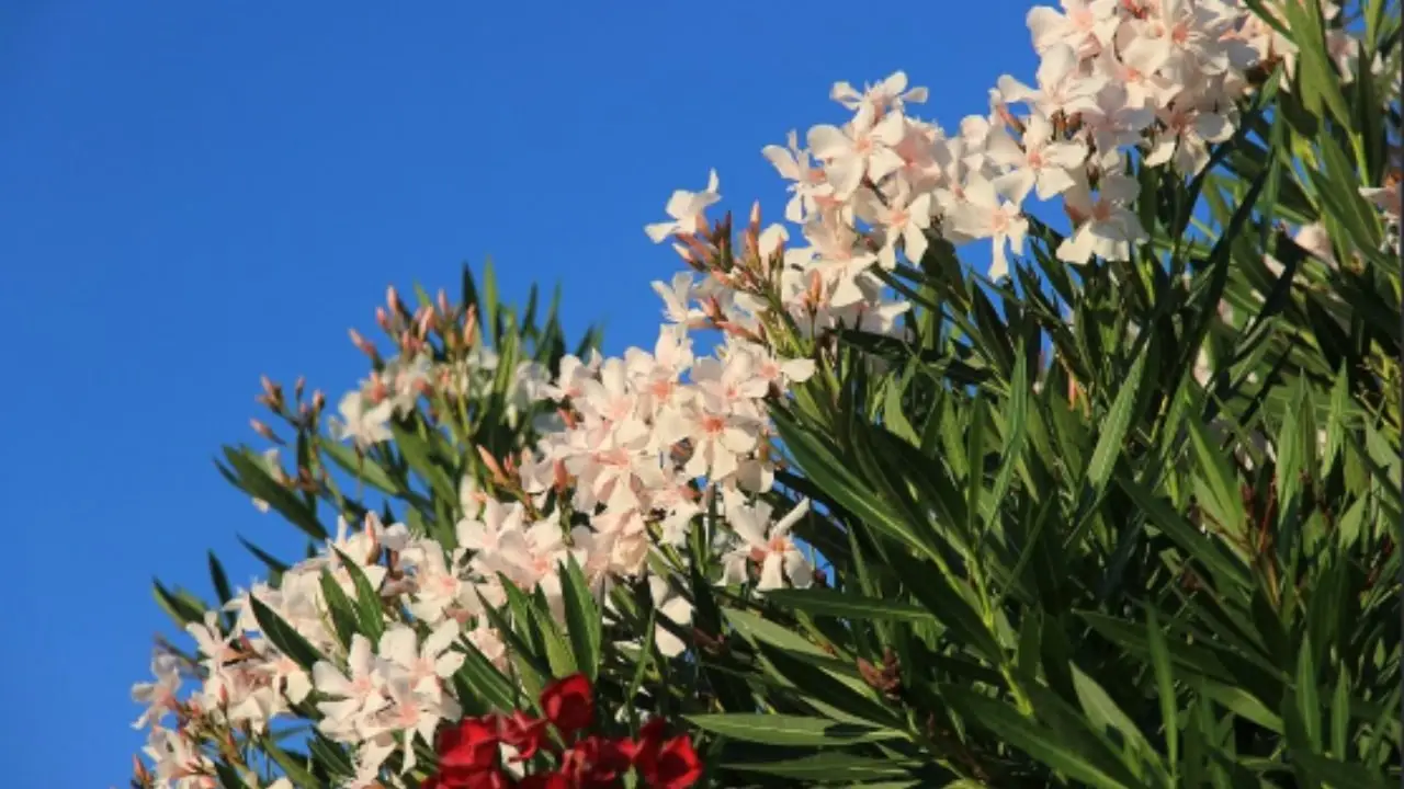 Quali sono le piante che fioriscono di notte? La bella di notte e il gelsomino notturno