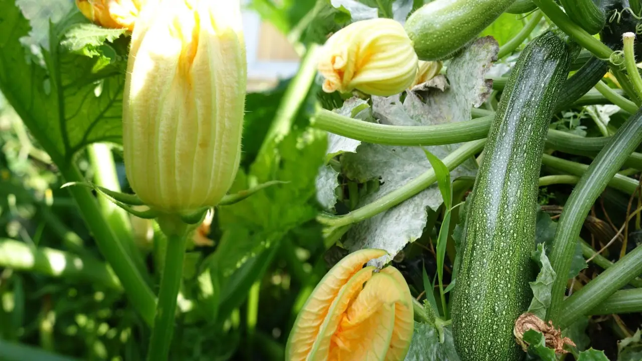 Come si fa a capire quando un ortaggio è maturo e pronto per la raccolta? I segnali per zucchine e pomodori