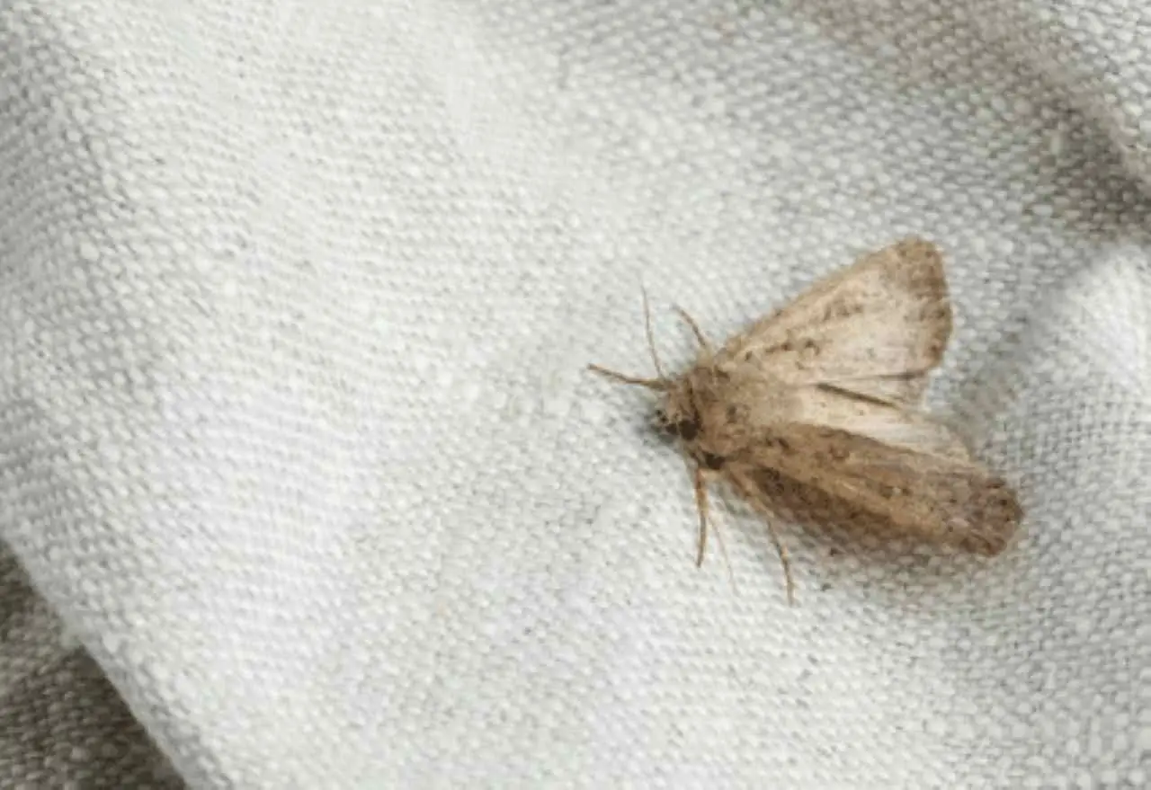 Il rimedio naturale per eliminare le tarme dagli armadi e profumare la biancheria