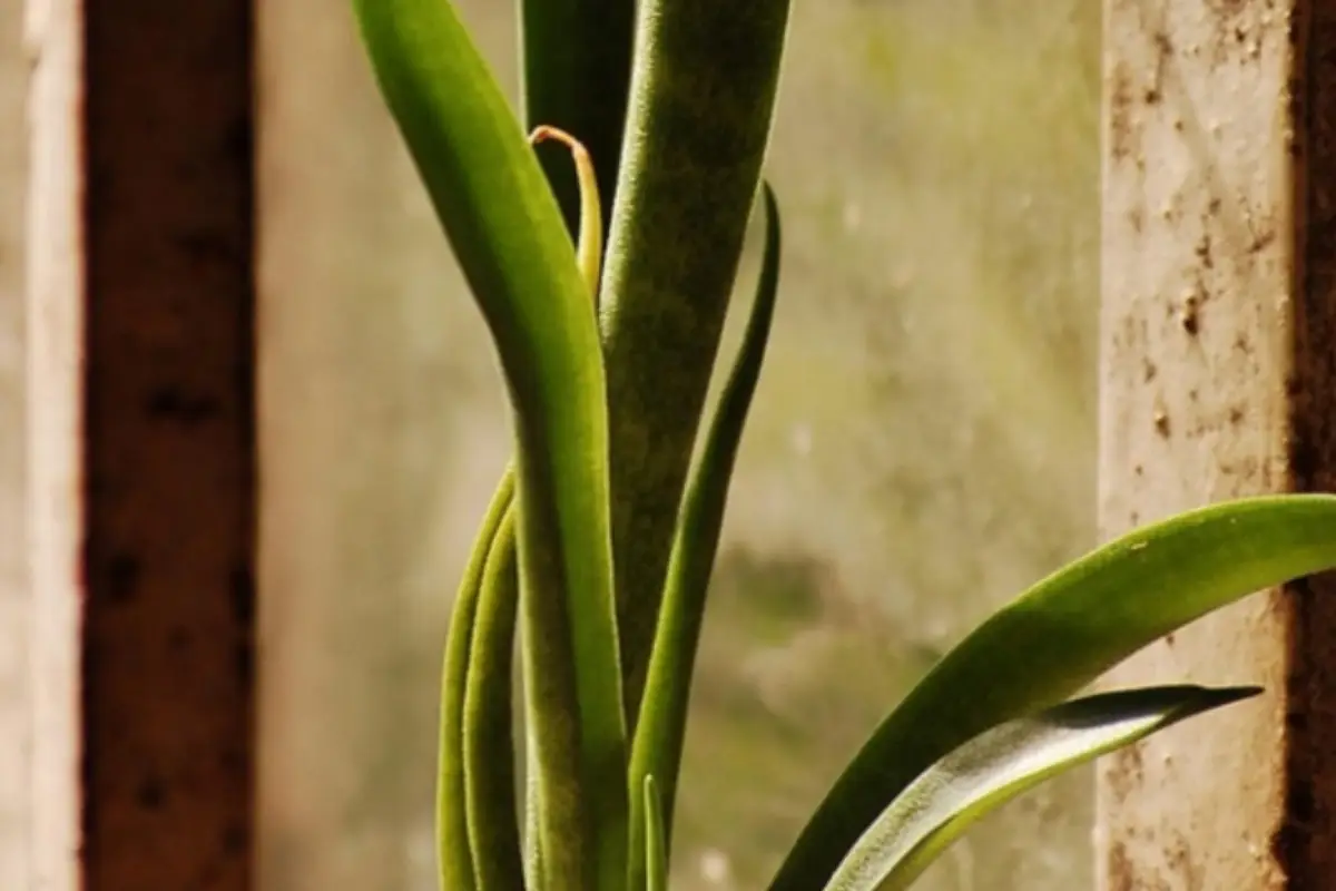 Le foglie della tua Sansevieria si piegano, qual è la causa? Troppa o poca acqua?