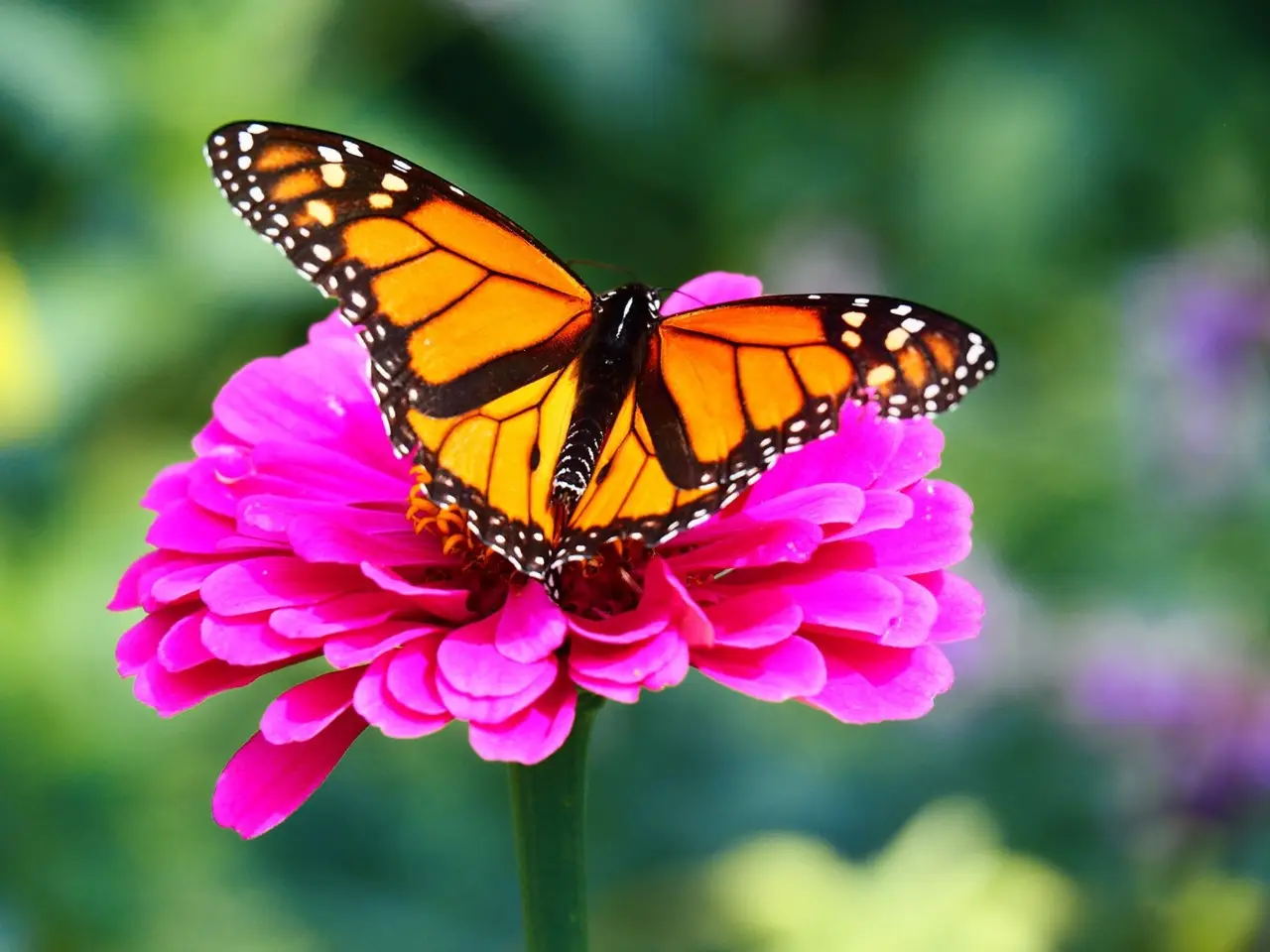 Piante che attirano farfalle colorate in giardino