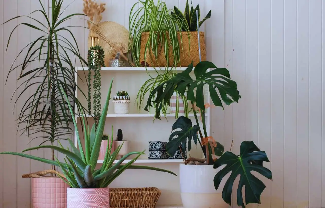 Quali piante possono stare in casa? Ecco la lista completa