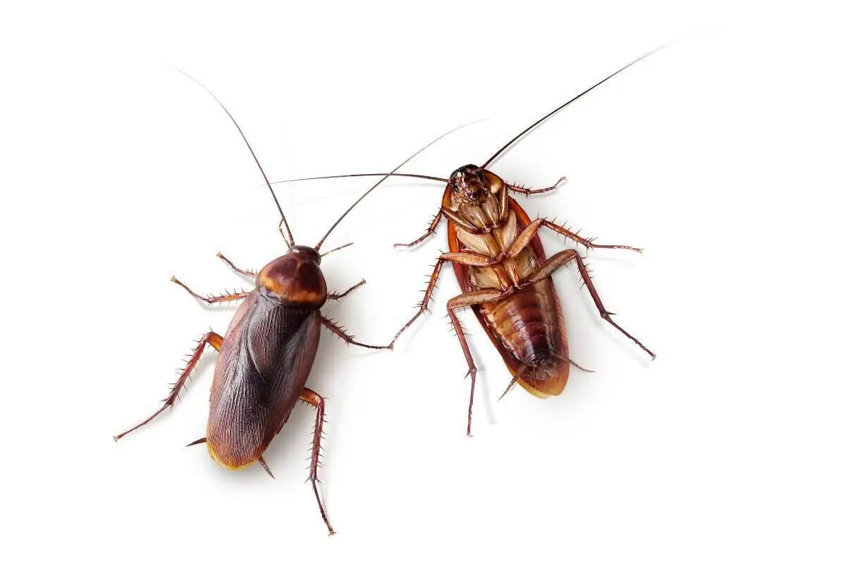 Allarme scarafaggi in casa? Usa subito questo repellente naturale potentissimo